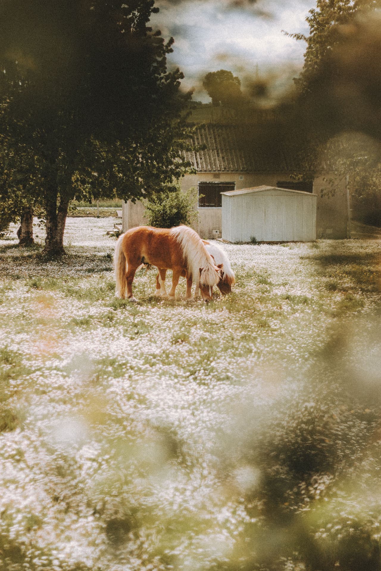 Two small horses grazing in a field of white wildflowers