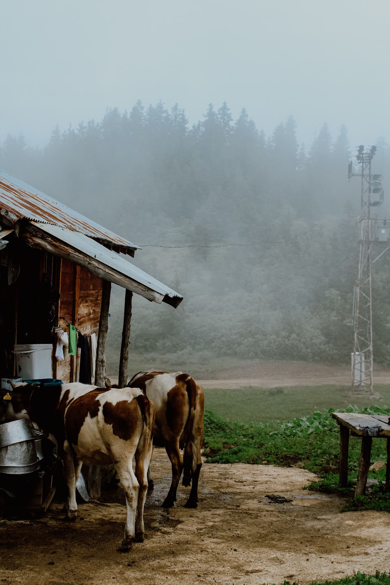 Cows beside a rustic shed on a misty morning